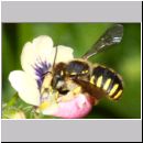 Anthidium manicatum - Grosse Wollbiene w20 10mm.jpg